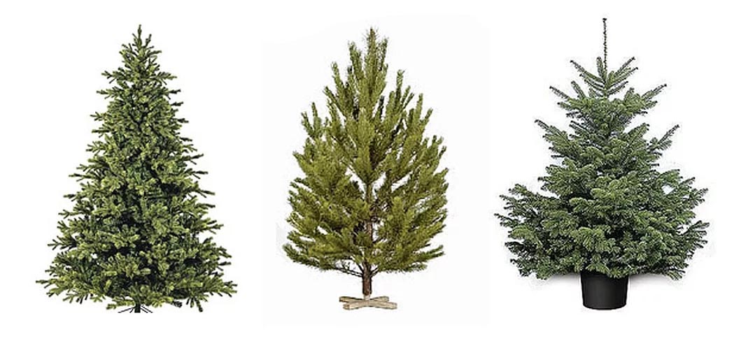Что выбрать на Новый год: елка, сосна или пихта